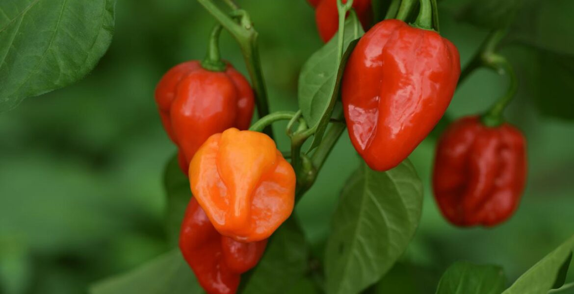 Habanero