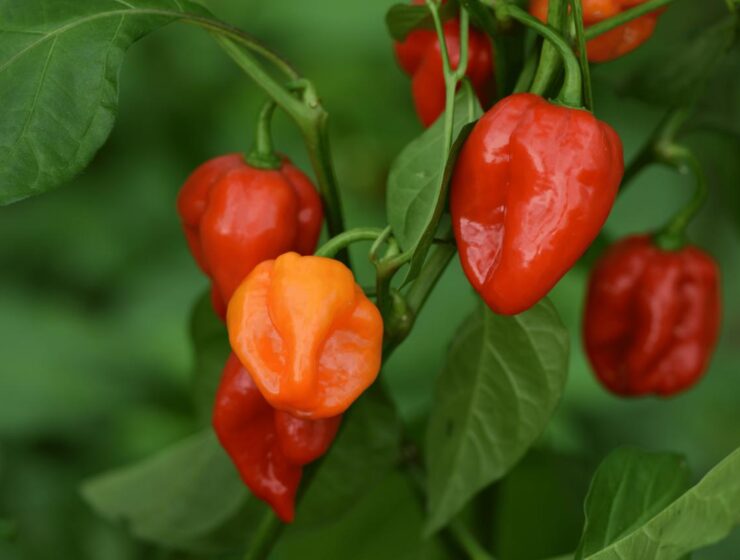 Habanero